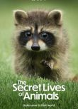 2024美劇 動物的秘密生活 The Secret Lives of Animals 休·博納維爾 英語中字 盒裝2碟